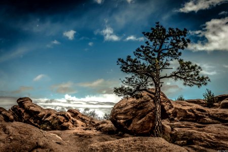Rocks And Tree