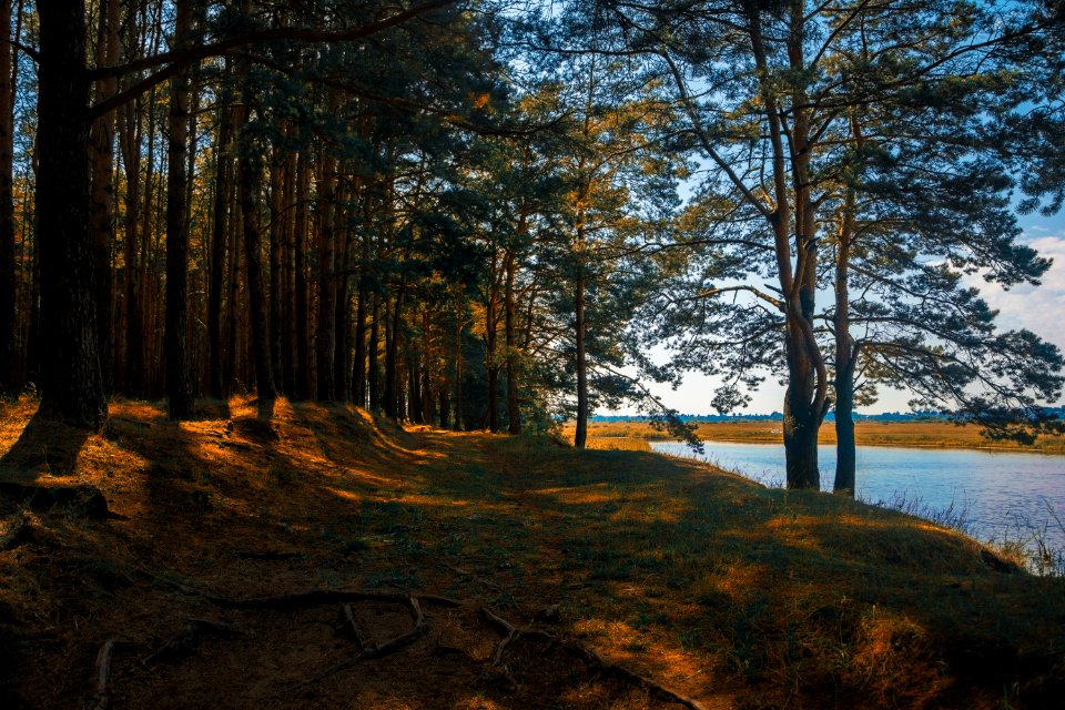 Brown Trees Near Body Of Water