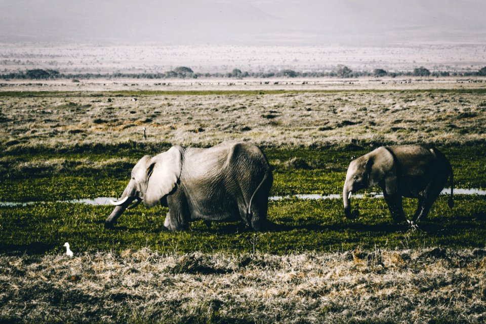 Gray Elephants On Green Grass Field