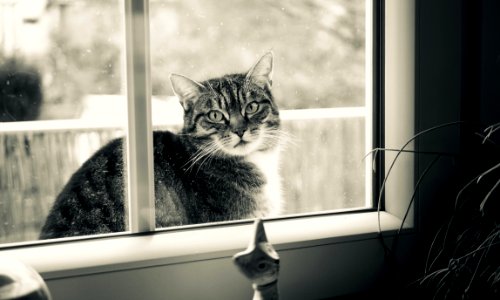 Grayscale Photography Of Cat Outside Glass Sliding Window photo