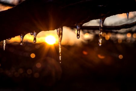 Snow Melting On Tree Branch During Sunrise