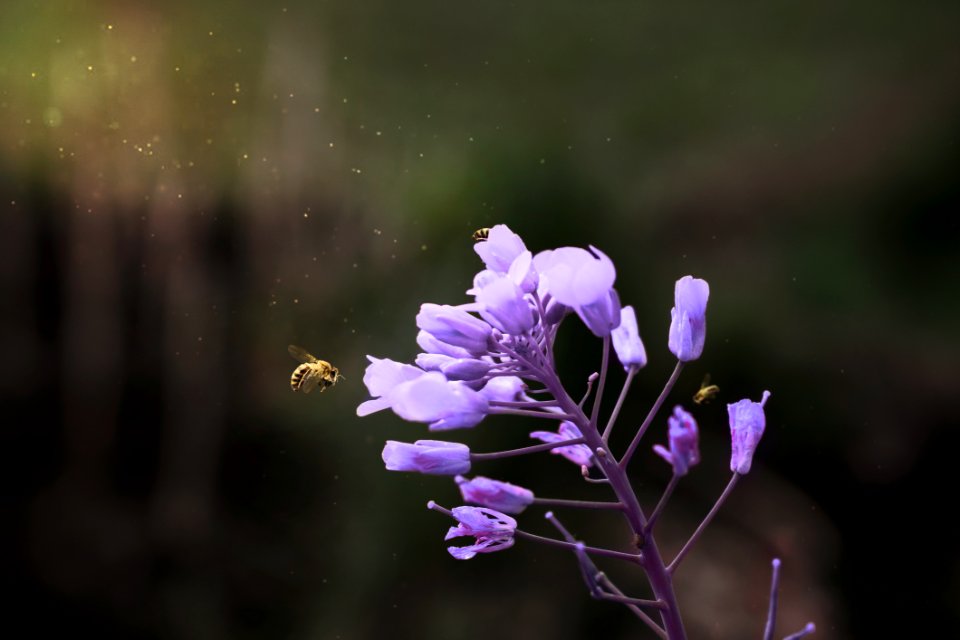 Closeup Photography Of WhiteClustered Flower