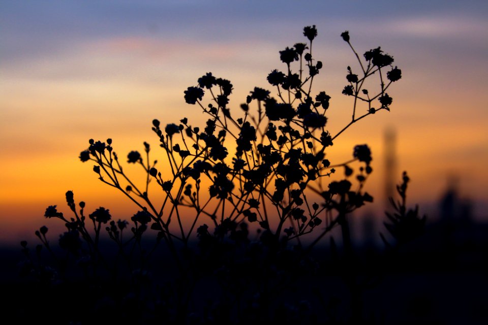 Silhouette Of Plants