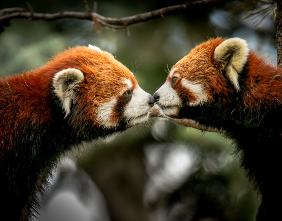 Closeup Photo Of Brown-and-white Animals