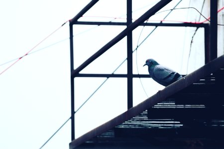 Gray Pigeon On Black Metal Frame photo