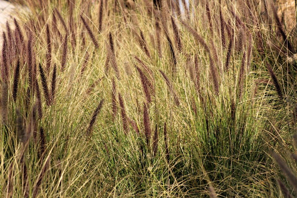 Green Grass Field