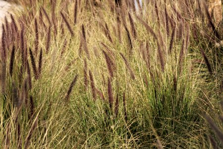 Green Grass Field photo