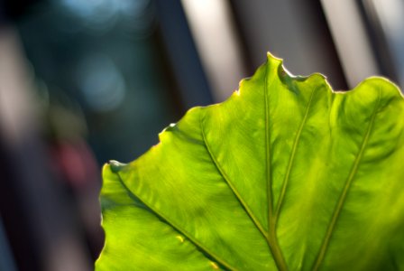 Close-up Photography Of A Leaf photo