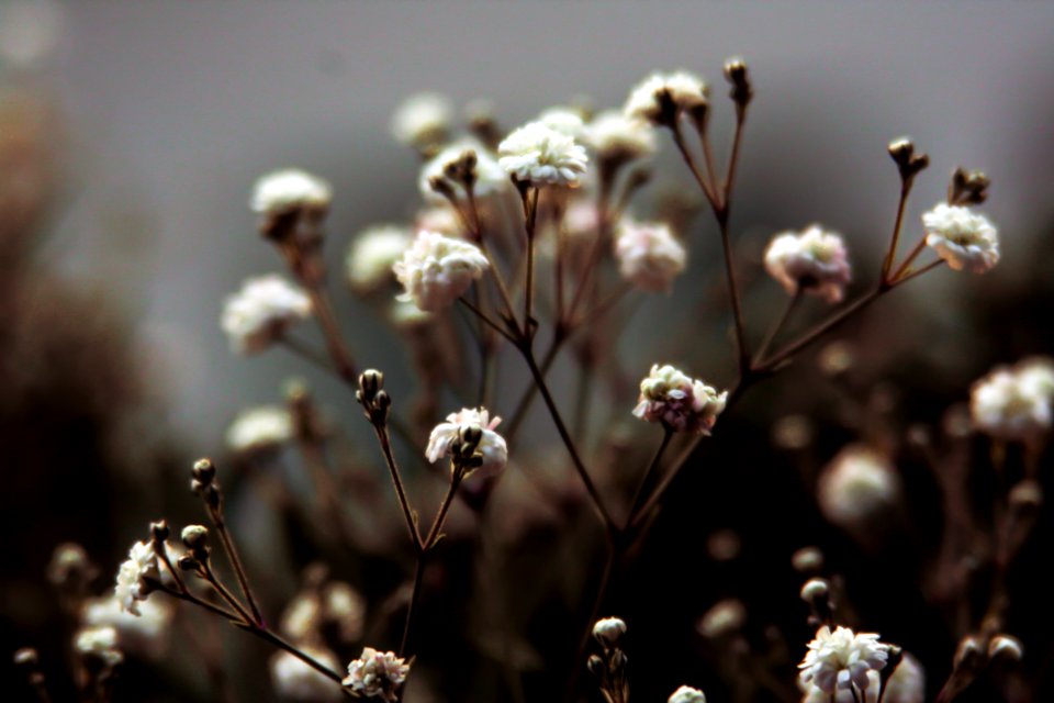 Photo Of White Flower Buds