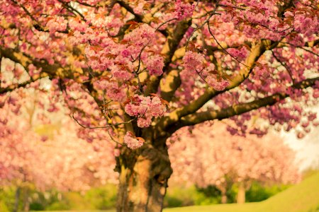 Cherry Blossom Tree In Close-up Photo photo