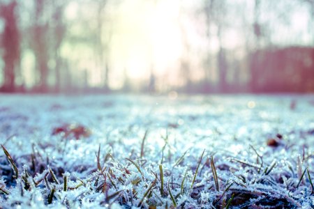 Green Grass Covered With Snow photo