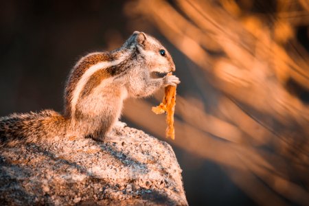 Squirrel On Rock Selective Focus Photography