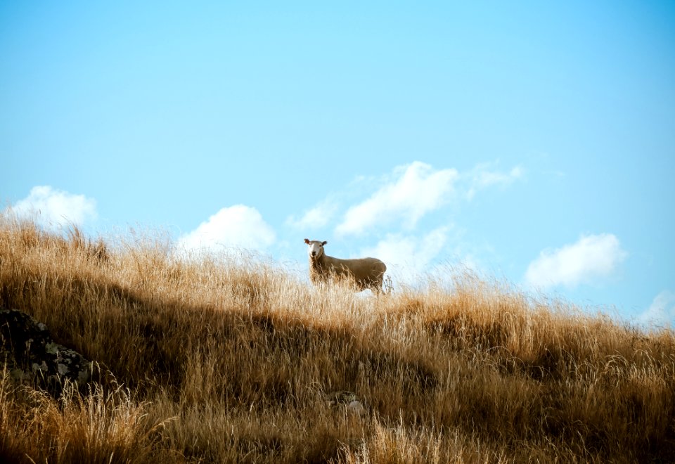 Brown Cattle