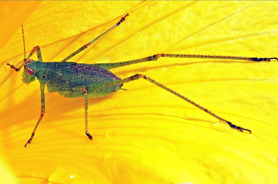Garden macro nature