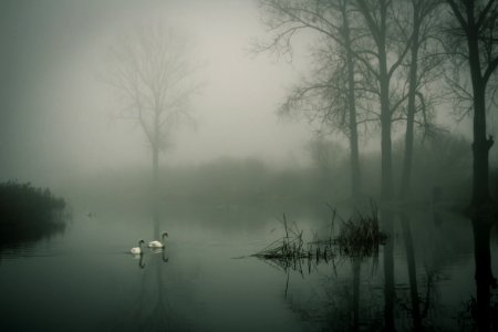 Photo Of Two White Ducks On Water During Fog photo