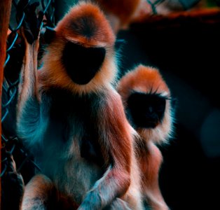 Two Black-and-brown Monkeys Photo photo