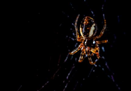 Brown Orb Weaving Spider