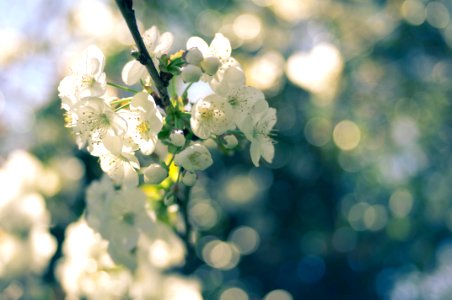 Selective Focus Photography Of White Blossoms photo