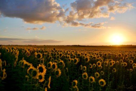 Landscape Photography Of Sunflower Field During Sunset photo