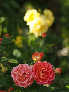 Rose natural red photo