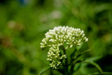 White Petaled Flower
