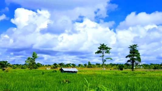 Green Grass photo