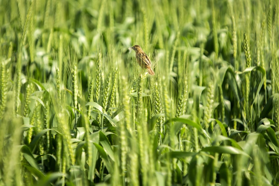 Brown Bird On Green Wheat