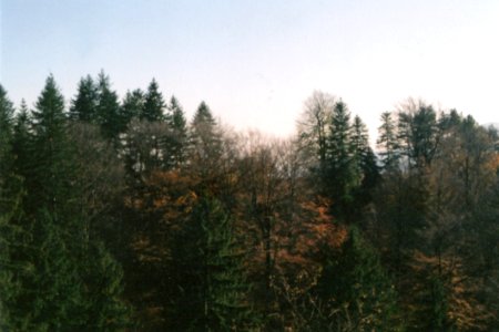 Photo Of Green Leaf Trees During Golden Hour photo