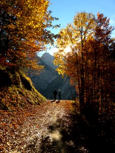 Couple Walking At Pathway Between Trees photo