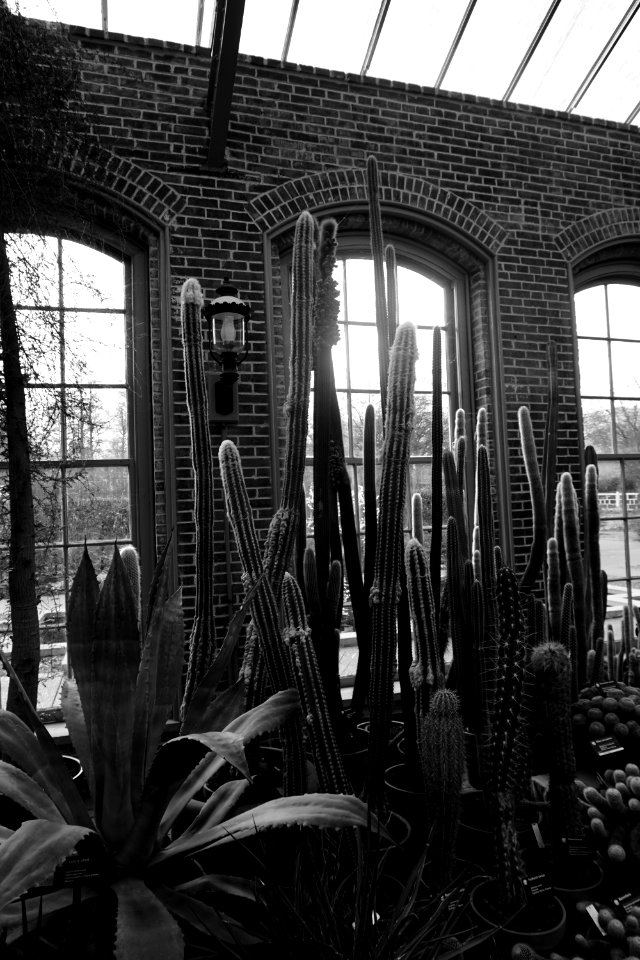 Gray Scale Photo Of Plants Indoor
