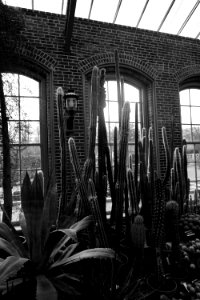 Gray Scale Photo Of Plants Indoor photo