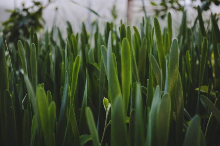 Green Leaf Plant