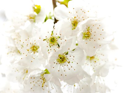 Closeup Photography Of White Petaled Flowers photo