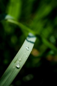 Macro Shot Of Water Drops In Leaf Blade photo