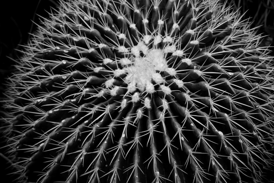 Grayscale Photo Of Ball Cactus
