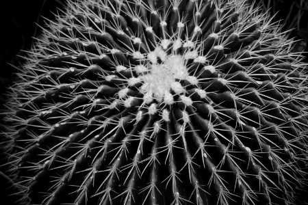 Grayscale Photo Of Ball Cactus