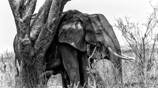 Grayscale Photo Of Elephant photo