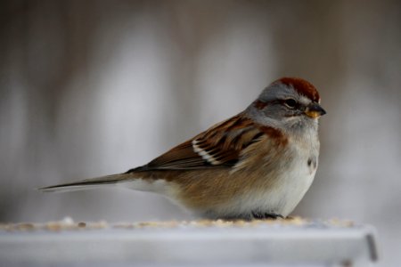 Brown Sparrow photo