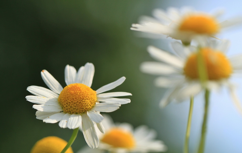 Herbal medicine medicinal herbs naturopathy