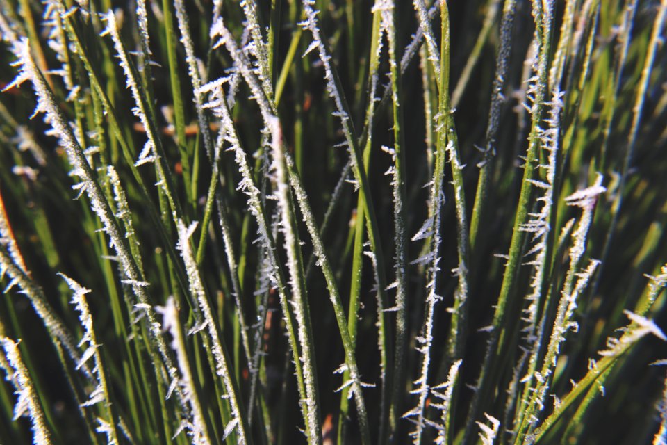 Green And White Plant