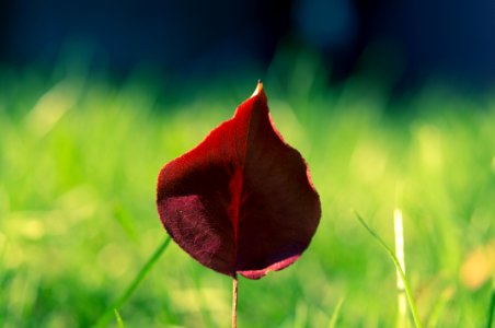 Red Petal Flower Selective Focus Photography