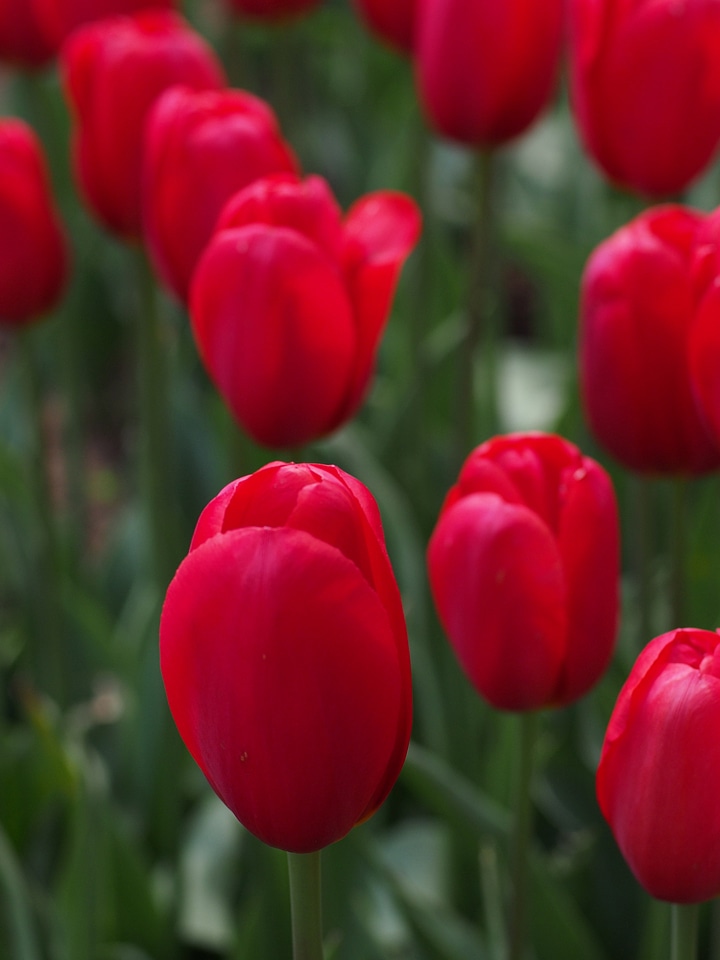 Spring japan red