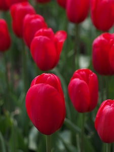 Spring japan red