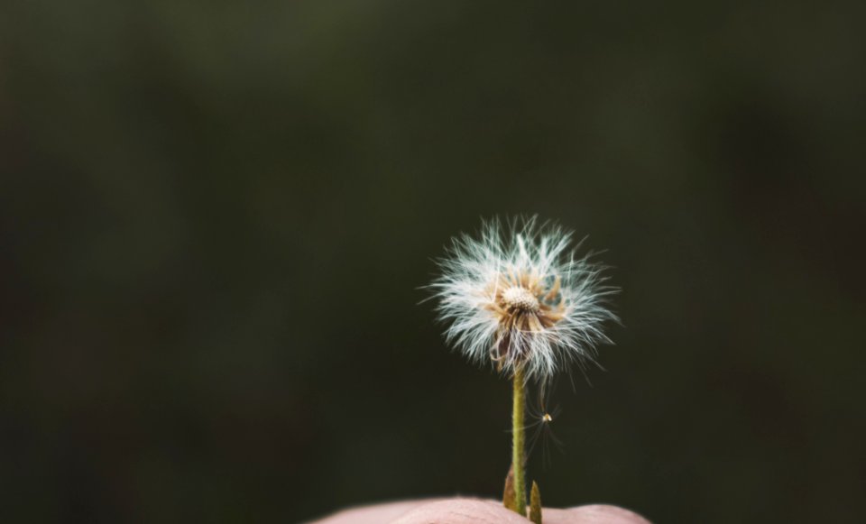 White Flower Speck On Persons Hand