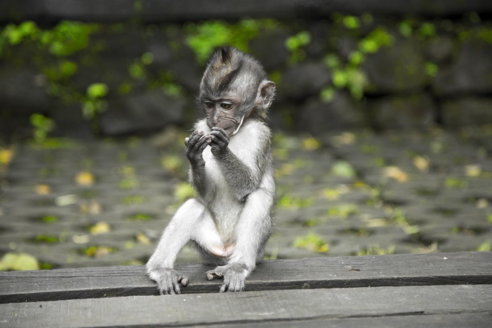 Primate Sitting On Wooden Surface