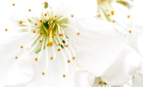Closeup Photography Of White Petaled Flowers photo