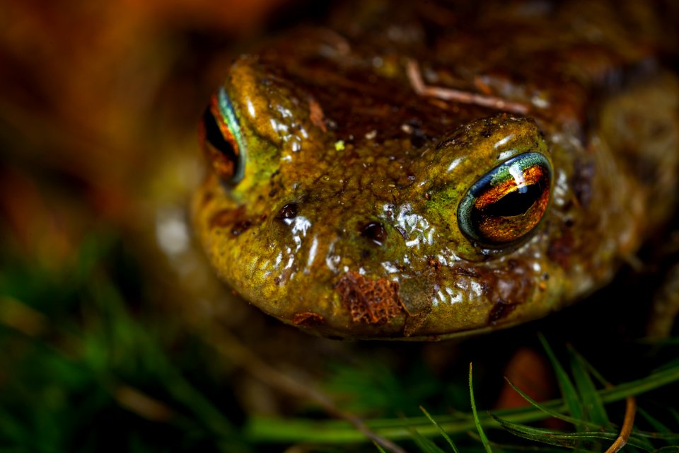 Green And Brown Frog