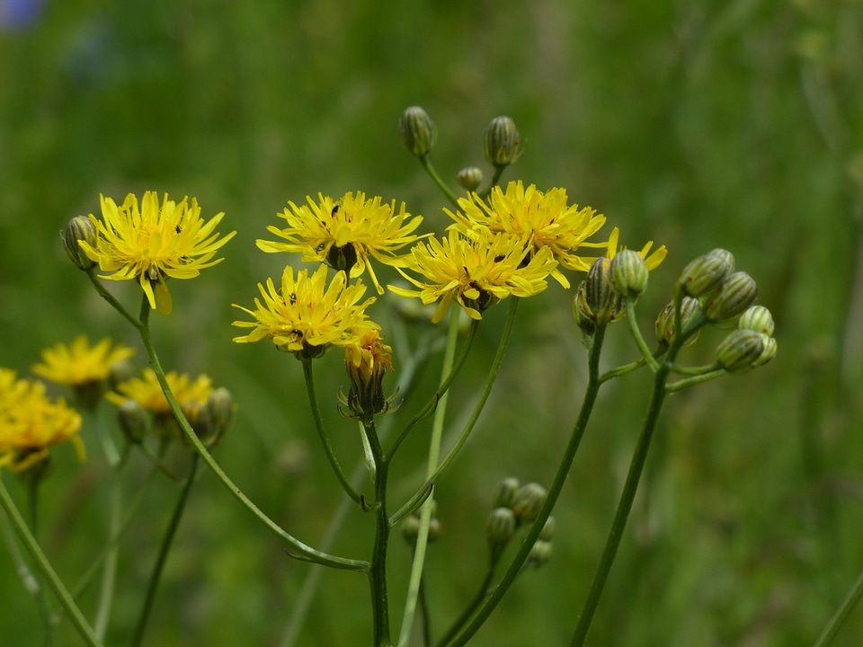 Bloom flower yellow