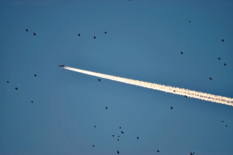Photo Of Plane And Birds