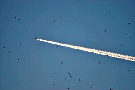Photo Of Plane And Birds